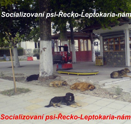 psi Leptokaria 2008-